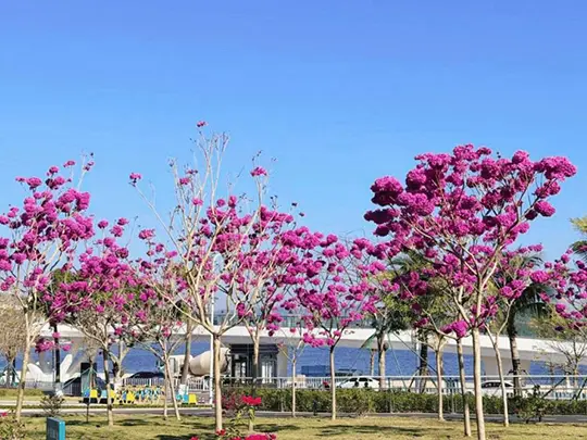 Pokok Bunga Bersaiz Sederhana
