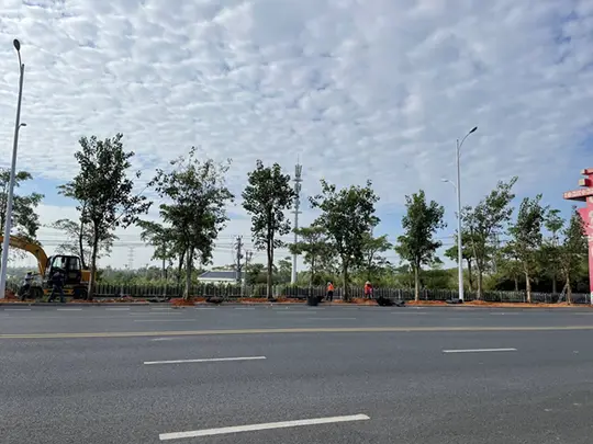 Pokok Teduhan Malar Hijau