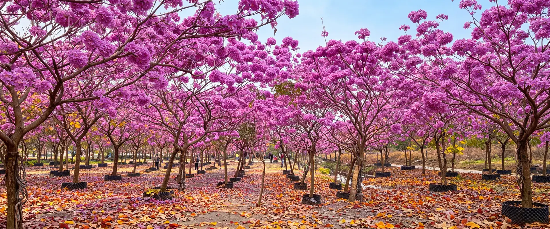 Pembekal Pokok Bunga Besar China