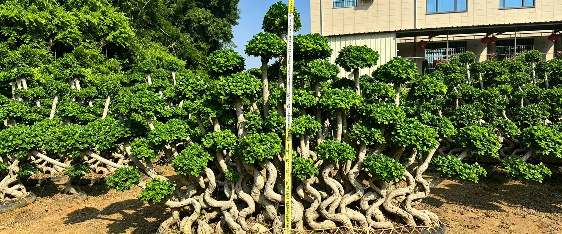 Pembekal Pokok Teduh Malar Hijau China