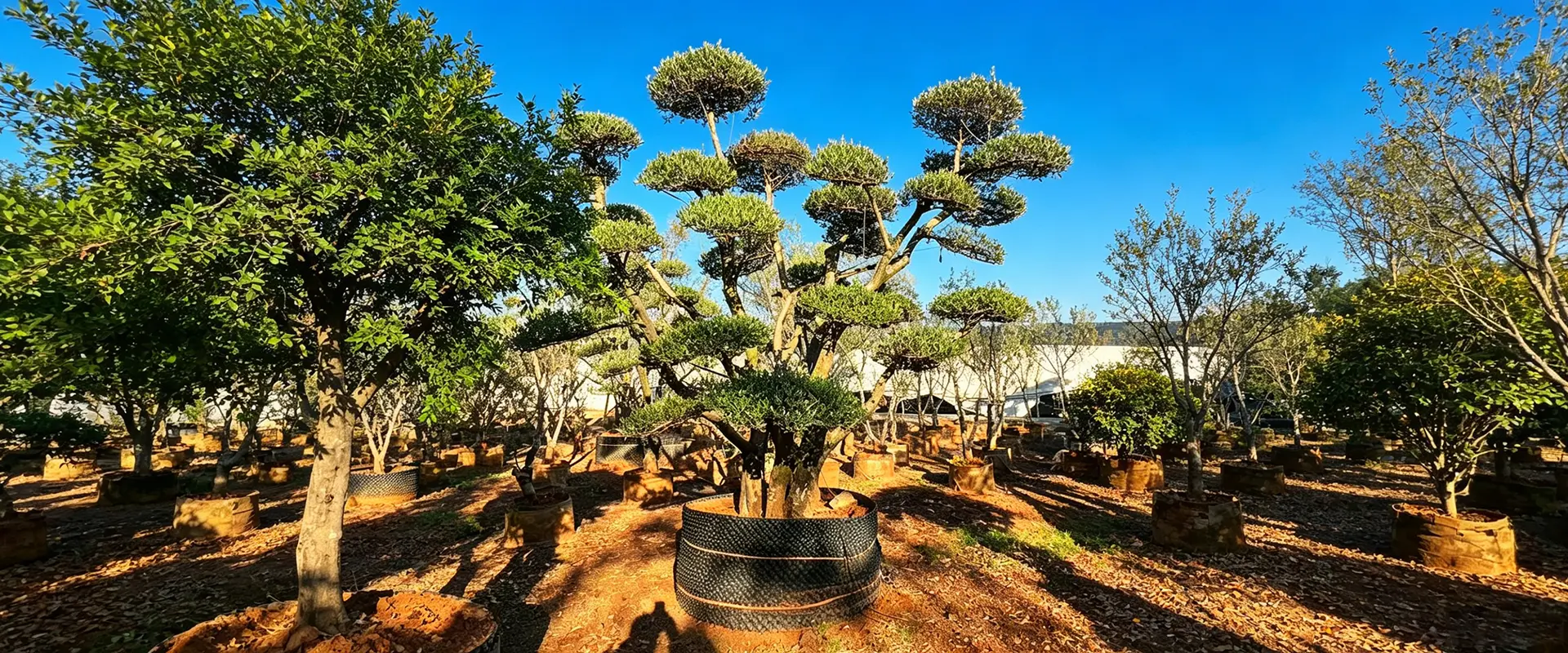Pokok Bunga Unik untuk Dijual