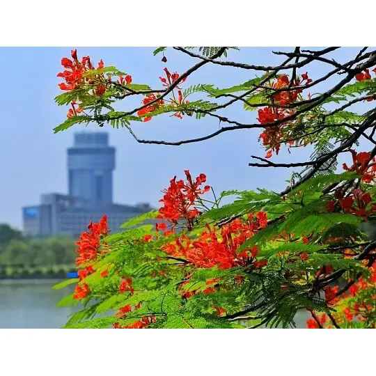Bagaimanakah Royal Poinciana Mencipta Landskap Tropika yang Menakjubkan?