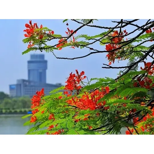 Mengapa Pelapik Poinciana Diraja yang Dibesarkan dalam Kontena Memaksimumkan Kejayaan Landskap? Mengapa Pelapik Poinciana Diraja yang Dibesarkan dalam Kontena Memaksimumkan Kejayaan Landskap?