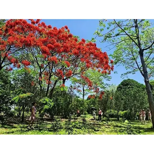 Bagaimana Pokok Poinciana Diraja Berpasu Meluaskan Jangkauan Pasaran untuk Pemborong Tumbuhan? Bagaimana Pokok Poinciana Diraja Berpasu Meluaskan Jangkauan Pasaran untuk Pemborong Tumbuhan?