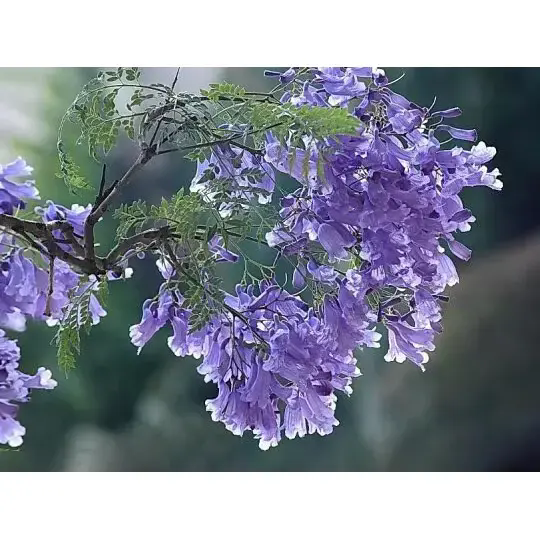 Bagaimanakah Pokok Jacaranda Mencipta Landskap Menakjubkan dan Kecantikan Tahan Lama? Bagaimanakah Pokok Jacaranda Mencipta Landskap Menakjubkan dan Kecantikan Tahan Lama?
