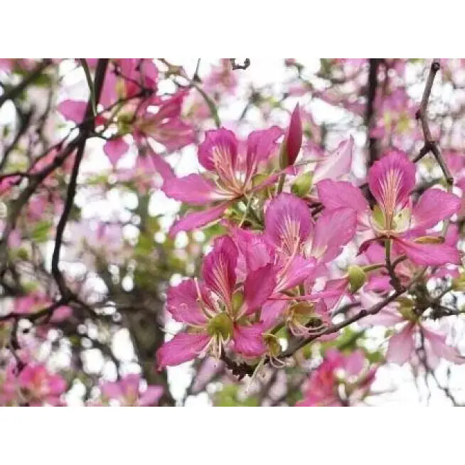 Bagaimanakah Pokok Orkid Merah Jambu Boleh Mengubah Ruang Dalaman dan Luaran dengan Kecantikan Berkekalan?