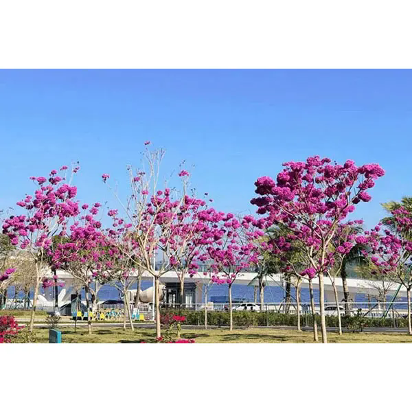 Apa yang Menjadikan Pokok Sangkakala Ungu Pilihan Ideal untuk Projek Landskap yang Menakjubkan?