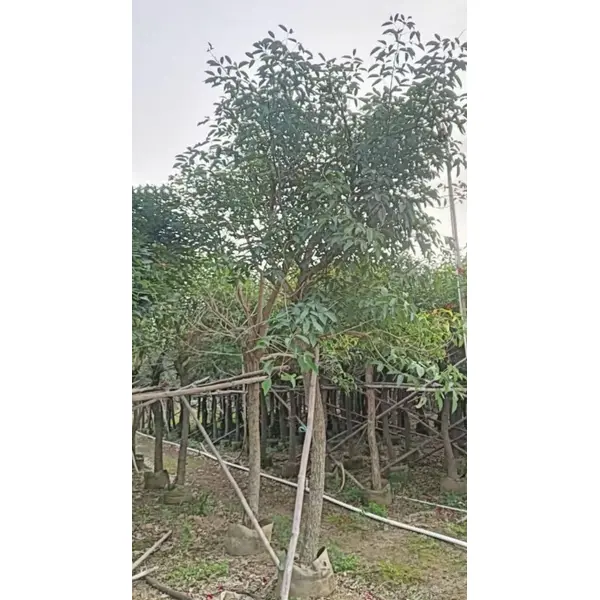 Pelapik Pokok Karang Cockscomb