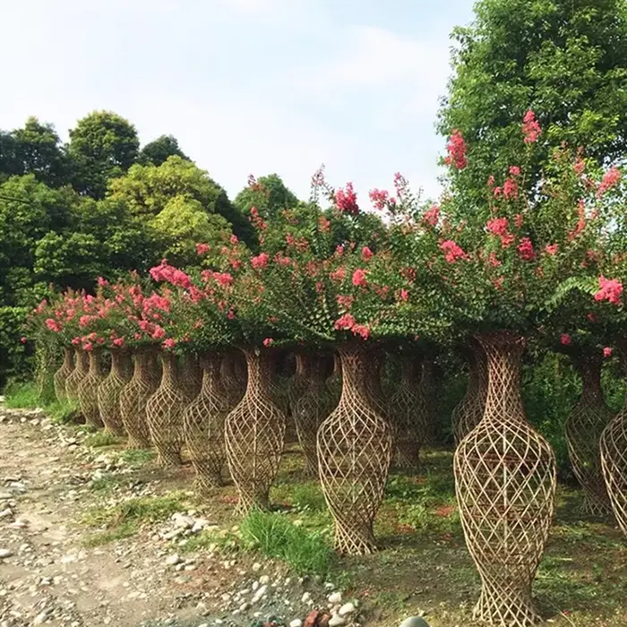 Pokok Bonsai Crape Myrtle Pokok Bonsai Crape Myrtle