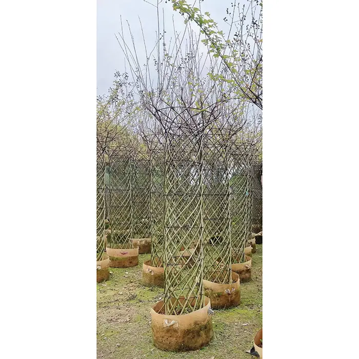 Pokok Bonsai Crape Myrtle