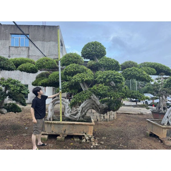 Pokok Bonsai Ficus Microcarpa Pokok Bonsai Ficus Microcarpa