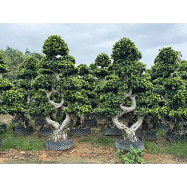 Pelapik Ficus microcarpa