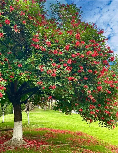 Cockscomb Coral Street Trees