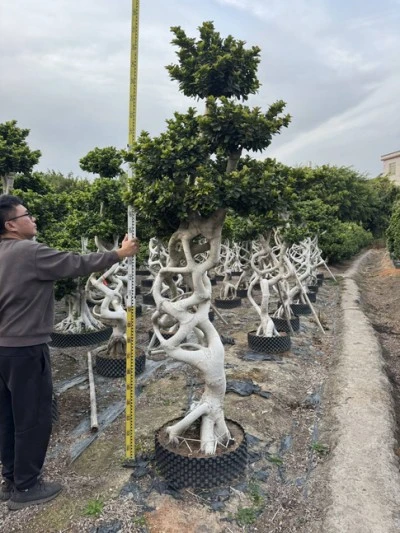 Ficus Microcarpa Liners