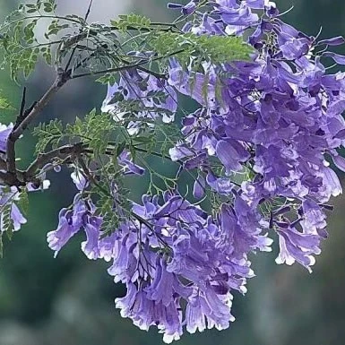 Specimen Jacaranda Tree