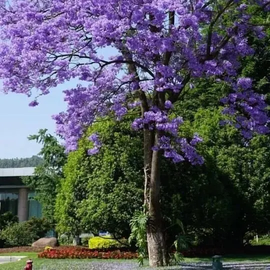 Specimen Jacaranda Tree