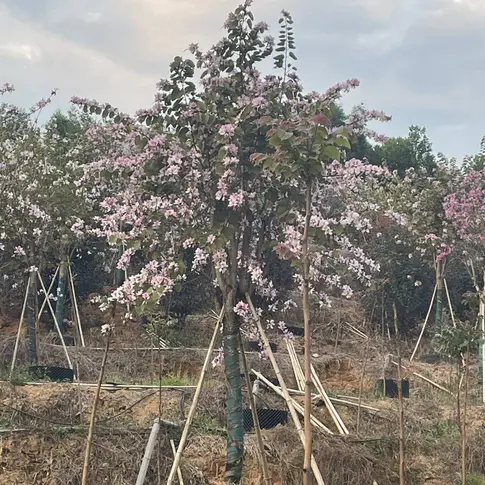 Pink Orchid Tree Bonsais