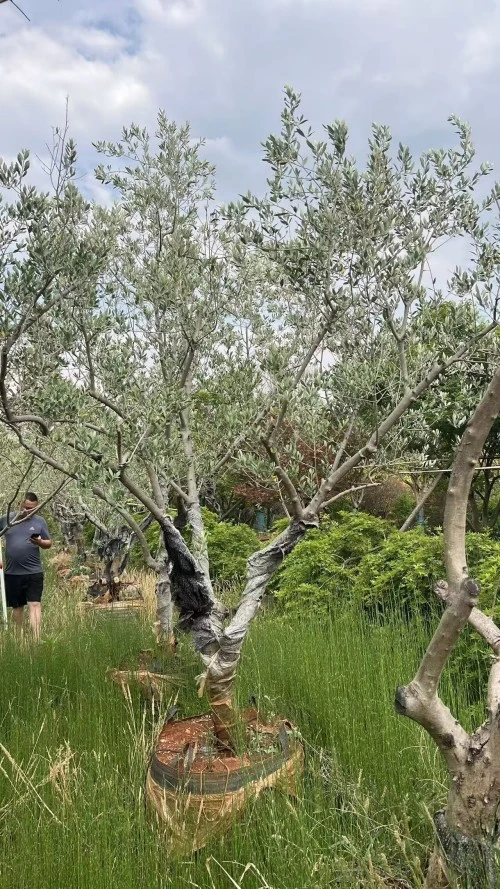 Specimen Olive Tree
