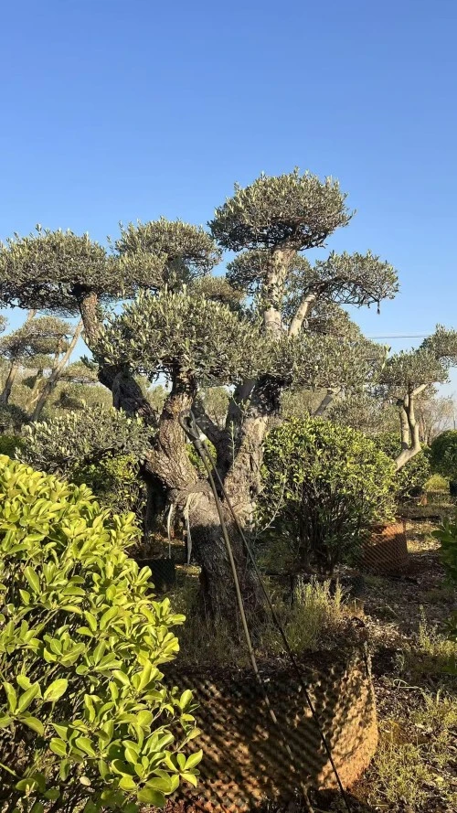 Specimen Olive Tree
