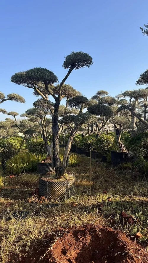 Specimen Olive Tree