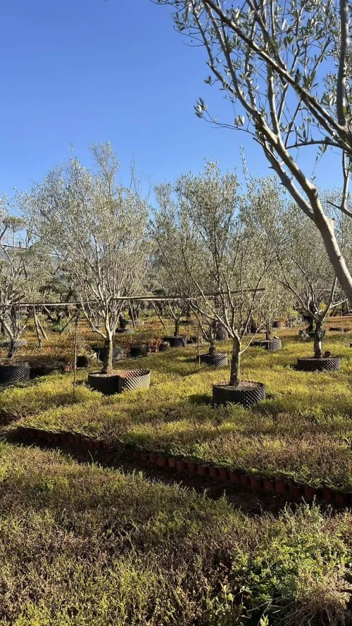 Specimen Olive Tree