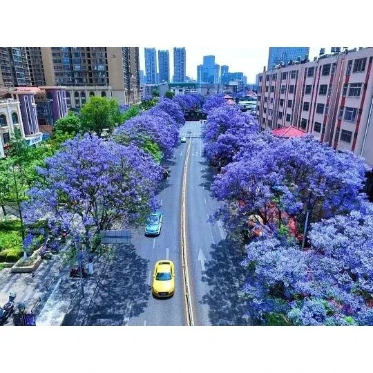 Pokok Bonsai Jacaranda
