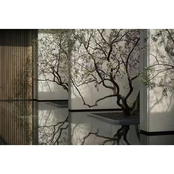 Pokok Zaitun Berpasu