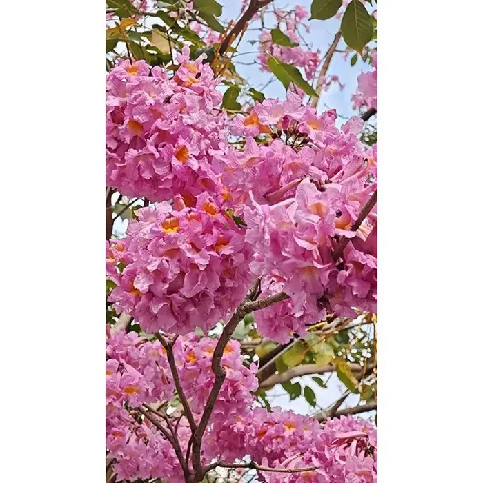 Bonsai Pokok Sangkakala Ungu
