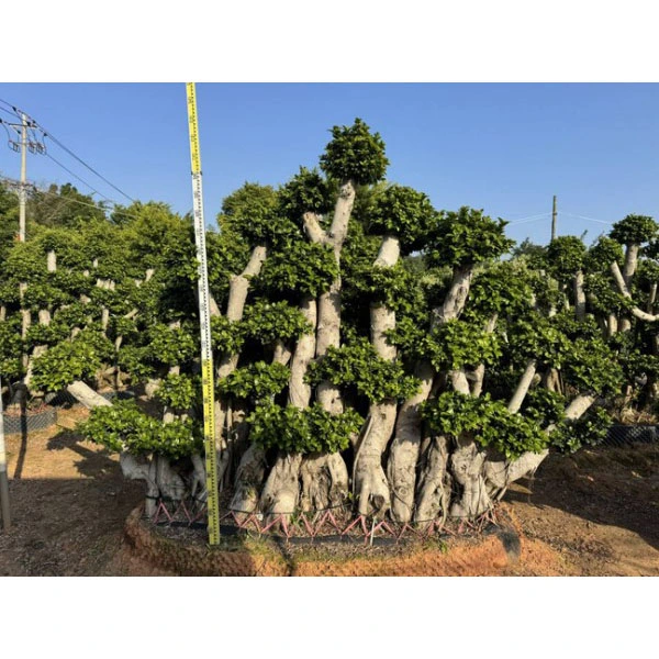 Spesimen Pokok Ficus microcarpa