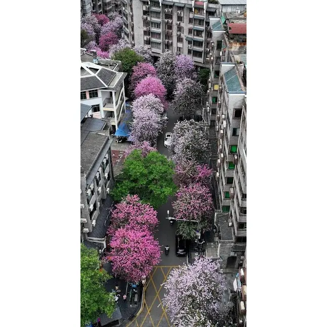 Spesimen Pokok Orkid Merah Jambu