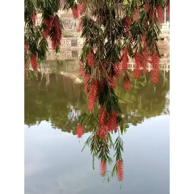 Bonsai Berus Botol Menangis